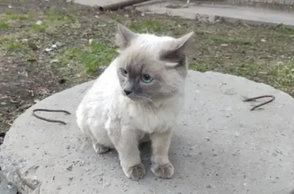 Найдена Бирманская кошка возле ТЦ Гулливер на Красноармейском проспекте