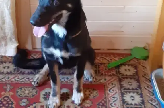 Собаки потеряшки, Санкт-Петербург, фото: Потеряшка собака в ЛО Кировский р-н Мга, кличка Джессика, 5мес #потерялась_собака #Мга #ЛО