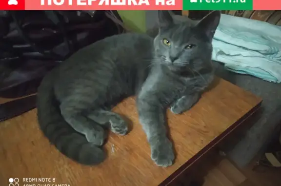 Пропала кошка на Садовой, Майский, Белгородская область