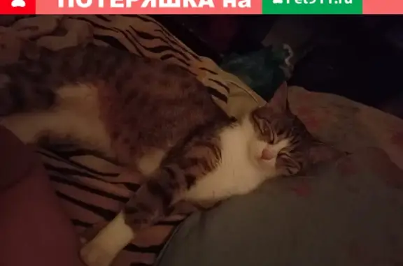 Потерянные животные Ростов-на-Дону, фото: Пропала кошка на улице Скачкова, 62 в Ростове-на-Дону.