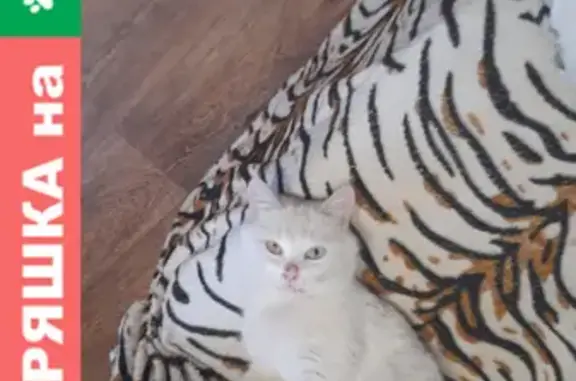 Кошки потеряшки, Тверь, фото: Потеряшка кот Беляш на ул. Железнодорожников, Тверь.