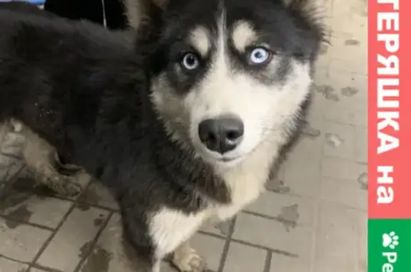Найдена собака хаски на улице Хользунова, Воронеж