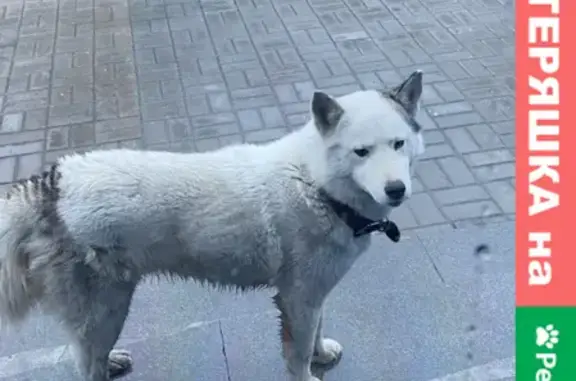 Найдена собака на ул. Соболева, Екатеринбург