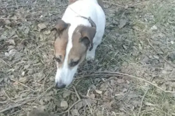 Пропала собака породы Джек Рассел возле парка Антошка, Кемерово