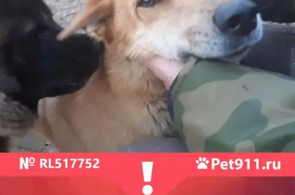 Собаки потеряшки, Москва, фото: Потеряшка собака Лиса в поселке Лесное озеро, Новая Москва