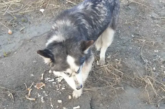 Собака найдена в Саратове