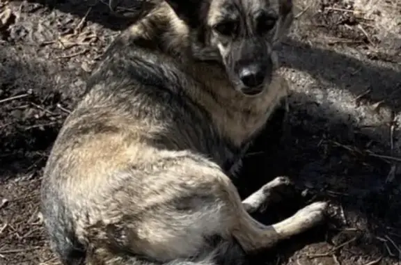 Найдена собака в Ленинском районе, Новосибирск