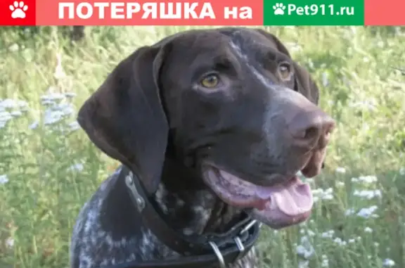 Пропала собака Гоша на Николаевской улице