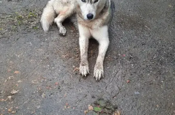 Найденные животные Ростов-на-Дону, фото: Собака ищет дом в Ростове-на-Дону: проспект 40-летия Победы, 55