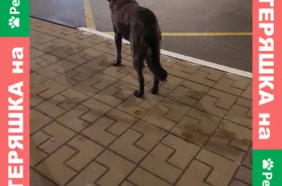 Собака на Вокзальной, 17, Белгород