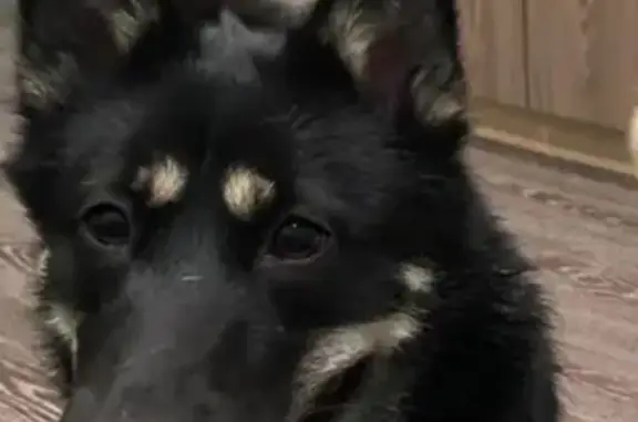 Пропала собака Муха на 3-м Рабочем пер. в Новосибирске