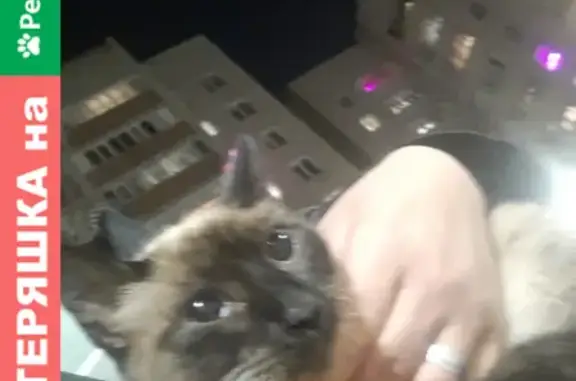 Найдена сиамская кошка на ул. Проф. Камая 15 в Казани