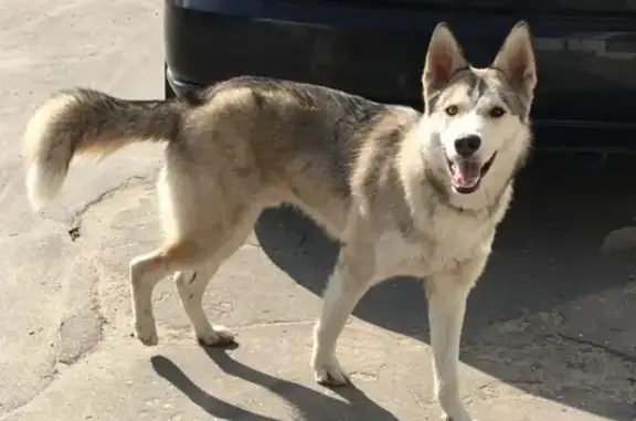 Найдена собака Хаски в Обнинске, ищем хозяина.