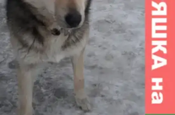 Пропала собака в Осташково, помогите найти!