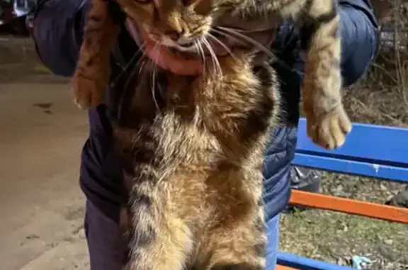 Найдена домашняя кошка в Заводском районе, ищем хозяина.