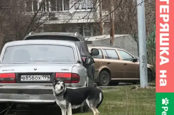 Собака с глаукомой найдена около Новых Черёмушек