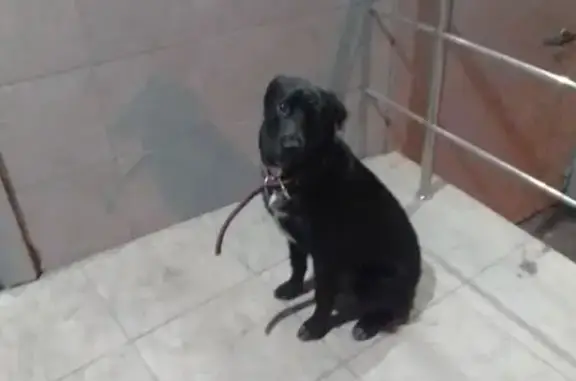 Найдена собака в Кунцево, Москва