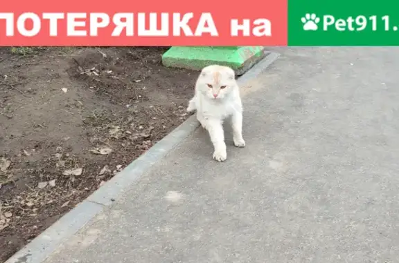 Найдена кошка на проспекте Нефтяников, 11
