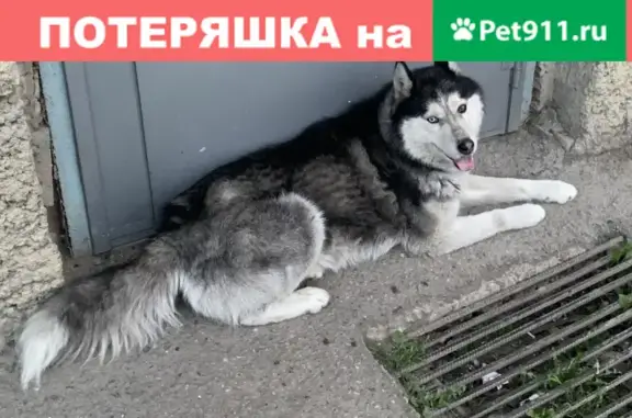 Собака с разноцветными глазами находится возле подъезда в Пятигорске