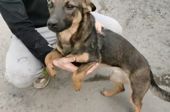 Найдена собака на автобазе, Новосибирск