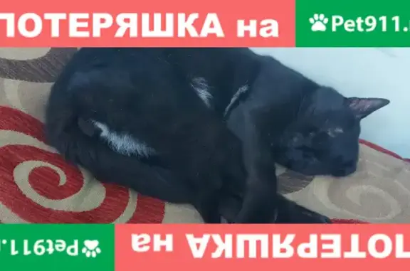 Найден молодой черный кот на ул. 30 лет Победы, 7, Тюмень