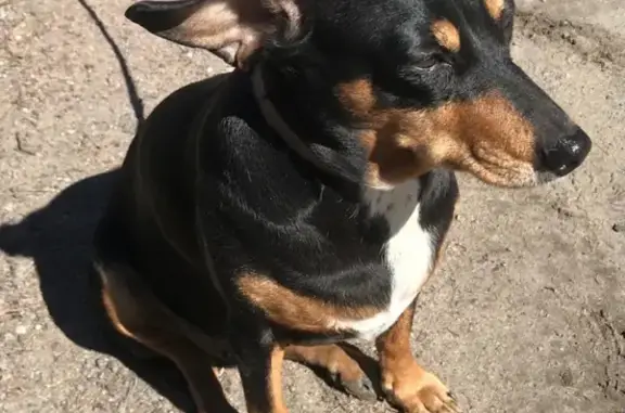 Собаки потеряшки, Санкт-Петербург, фото: Потеряшка собака в Репино, найдена на Большом пр.