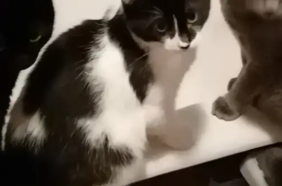 Кошки потеряшки, Новосибирск, фото: Потеряшка кот на ул. Изыскателей, Новосибирск.