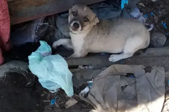 Найдена собака на Врубовой, 36 в Ростове