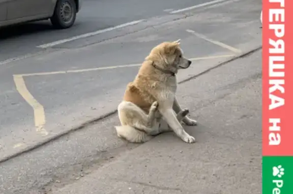 Собака найдена возле остановки Ленинградская в Авиастроительном районе Казани