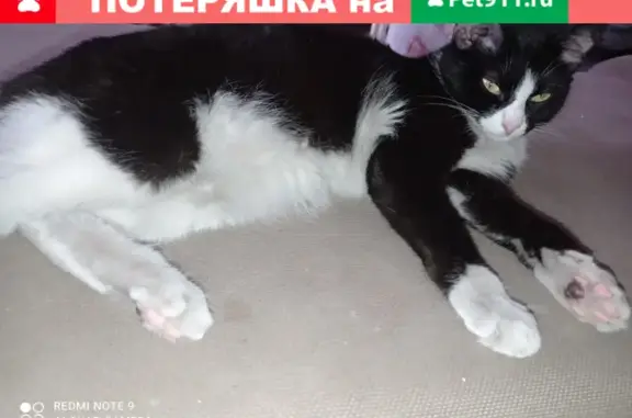 Пропала кошка в Зеленогорске, проспект Ленина 20А