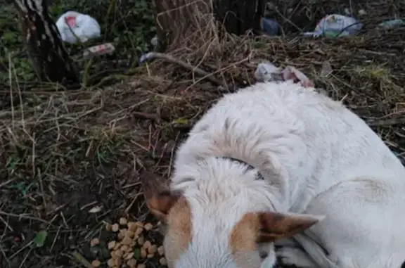 Найдена молодая собака возле Новлянского, ищем хозяина