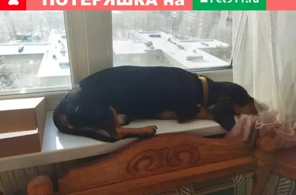 Пропала собака Тобик на ул. М. Горького 45А, Тула