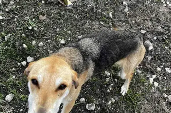 Найдена истощенная собака возле села Елховка, ул. 22-го Партсъезда, Самара