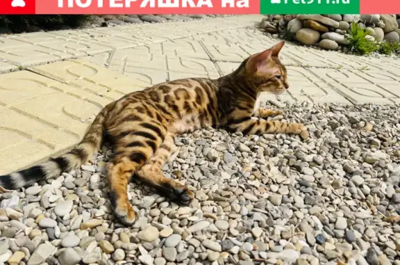 Пропала кошка в Каспийске с болячкой на ушке.