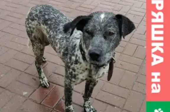 Найдена собака в Саранске, ул. Коммунистическая 60