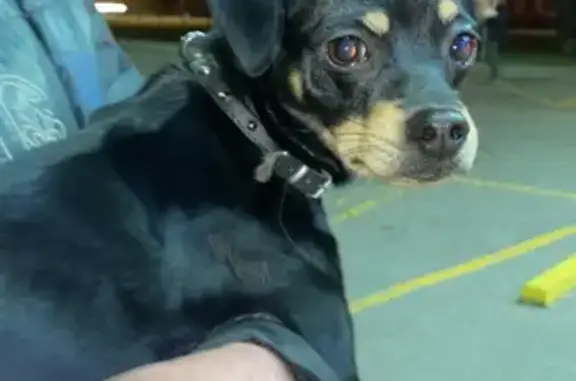 Найдена собака, Калининград, фото: Найден кобель на Советском проспекте 234