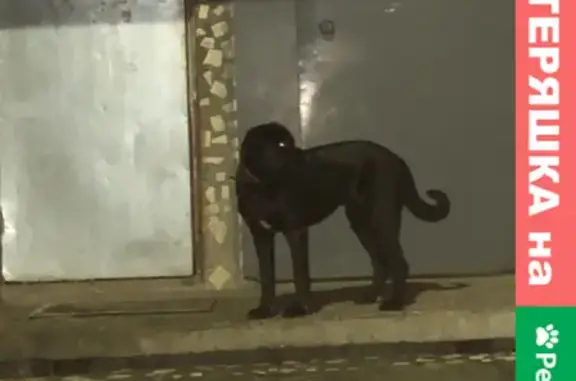 Собака на Солнечной, Саранск: Чёрный лабрадор.