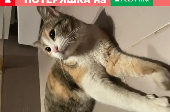 Найдена ласковая кошка на ул. Тулпар, Казань