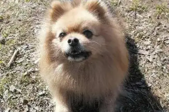 Потерянные животные Москва, фото: Пропала собака Шпиц в Кузьминках: улица Плодородная, 24