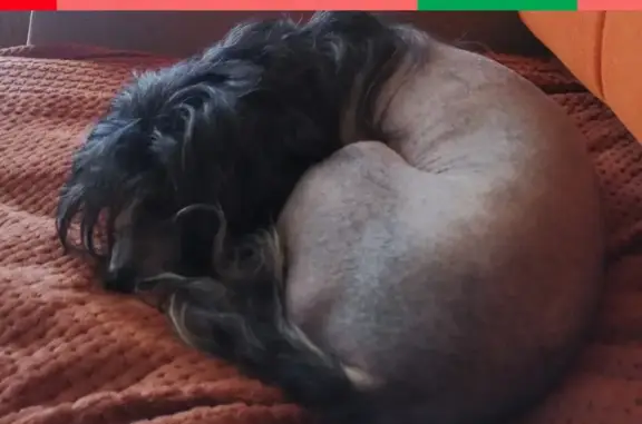 Собаки потеряшки, Санкт-Петербург, фото: Потеряшка китайская хохлатая собака на улице Беринга, СПб