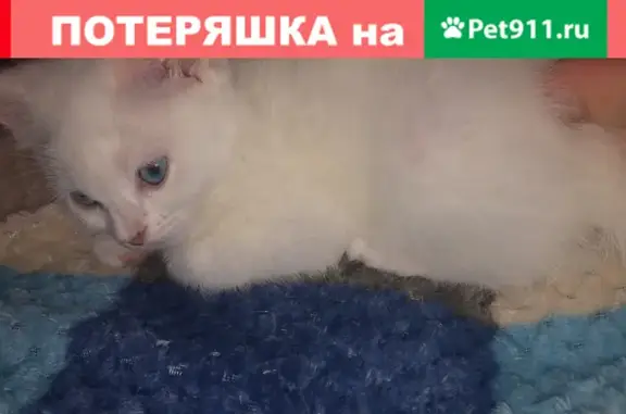 Пропала глухая кошка на улице Ситникова, 2, Балашиха