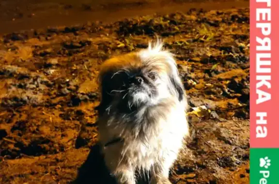 Найдена собака на ул. Столетова, Новосибирск