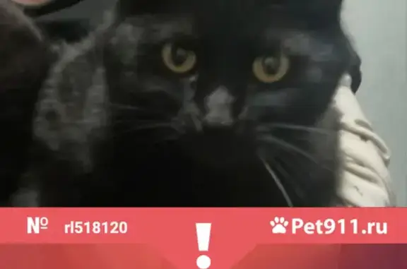 Кошки потеряшки, Казань, фото: Потеряшка кот Гимли на Ново-Светлая, 22, Kazan.