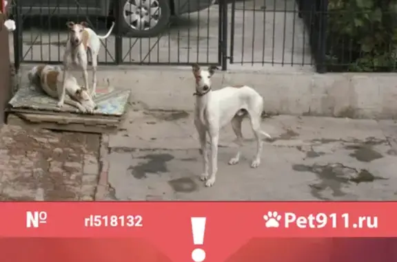 Пропала собака Ягуар на Речной ул., 15, Rostov-on-Don.