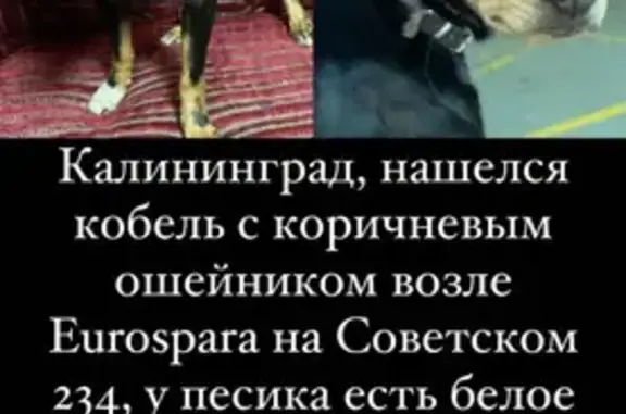 Найдена собака, Калининград, фото: Найден той-терьер на Советском проспекте в Калининграде