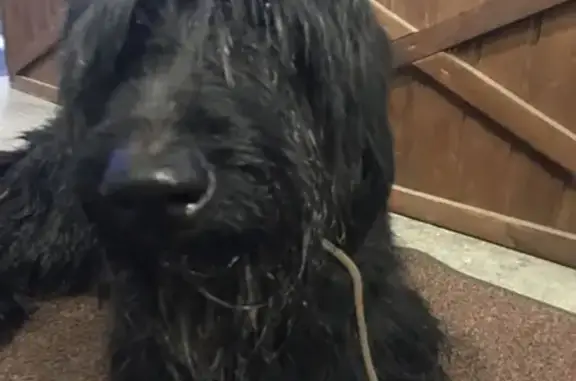 Найден пес в Голиково без адресника