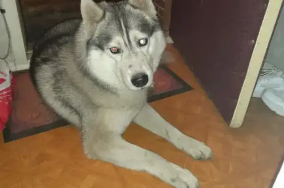 Найденные животные Нижний Новгород, фото: Найдена умная собака в Черепичном, Нижний Новгород