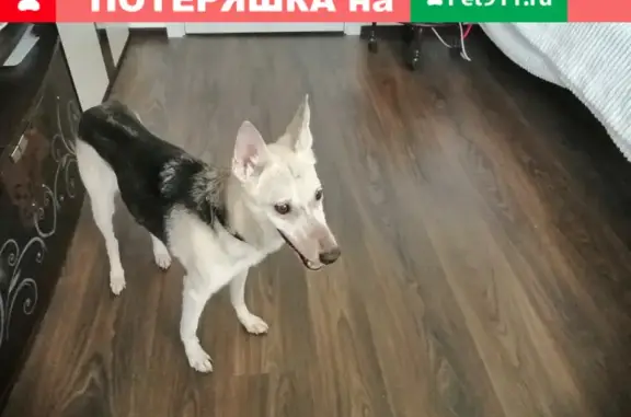 Найдена собака на ул. Кораблестроителей, 35, СПб