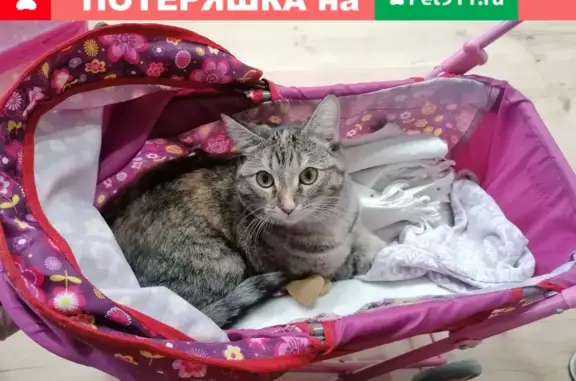 Пропала кошка на ул. Гастелло 1, Новосибирск.