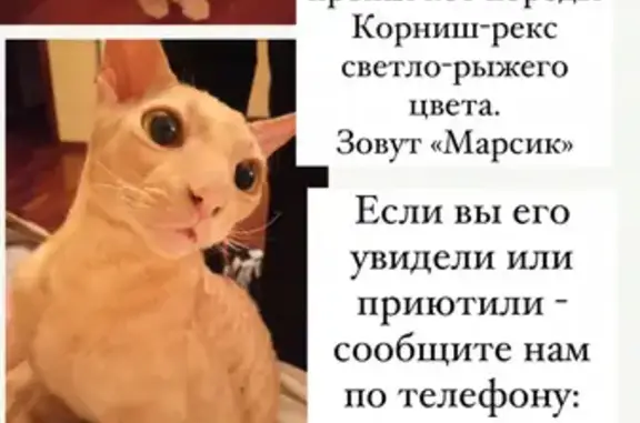 Пропала кошка породы Корниш-рекс на ул. Энгельса, Калининград